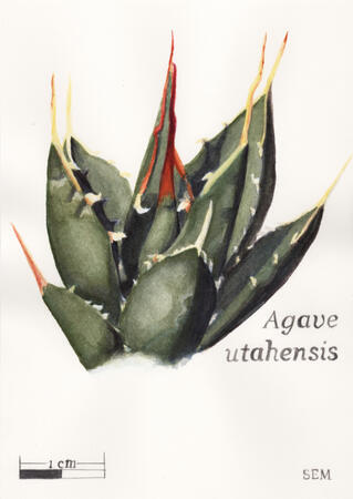 Agave utahensis, watercolor