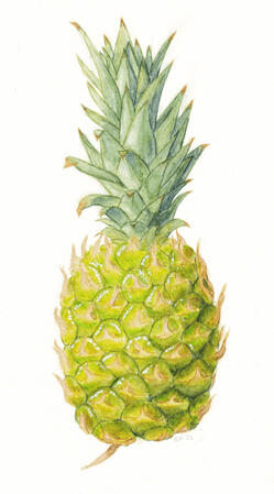 Pineapple, watercolor and gouache