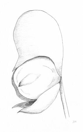 Wolfsbane for DnD Homebrew Ald Amura, pencil