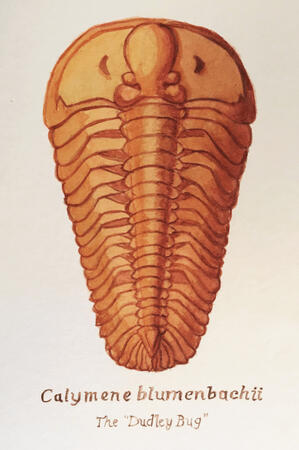 Calymene blumenbachii, "the Dudley Bug," trilobite, watercolor