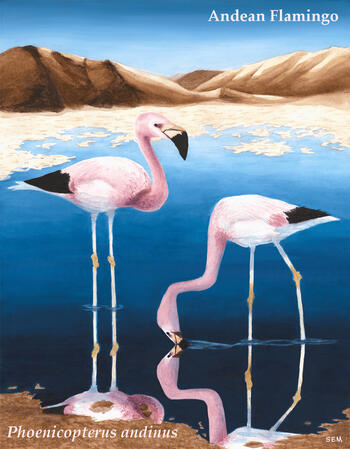 Andean Flamingos for Losing Altitude, watercolor and digital