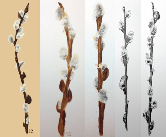 Set of pussywillow practice, left to right: digital, watercolor pencil, watercolor, marker, pen & ink