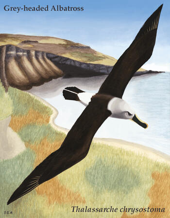 Grey-headed Albatross for Losing Altitude, watercolor and digital
