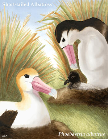 Short-tailed Albatross for Losing Altitude, watercolor and digital