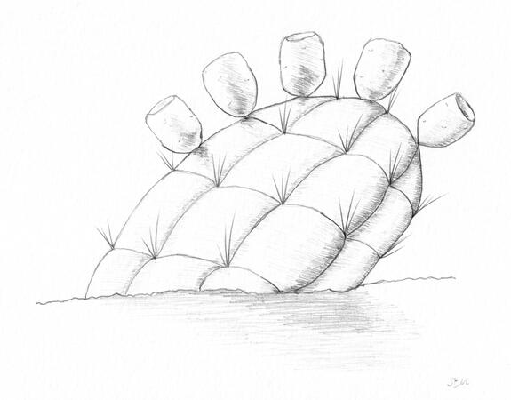 A fantasy quilted opuntia for DnD Homebrew Ald Amura, pencil