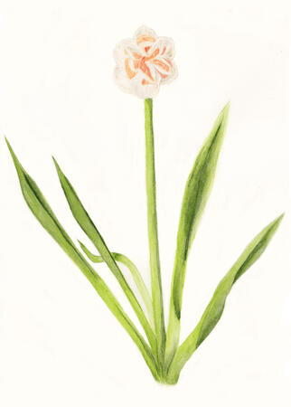 Double-headed daffodil, watercolor